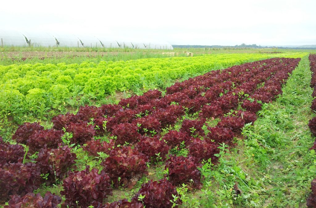 Agriculture bio : halte au sabotage de Pécresse !