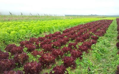 Agriculture bio : halte au sabotage de Pécresse !