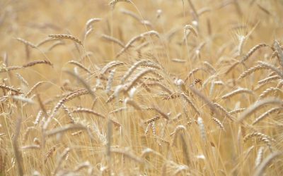 L’agriculture bio en danger !