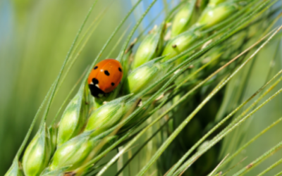 DOSSIER – Agriculture bio